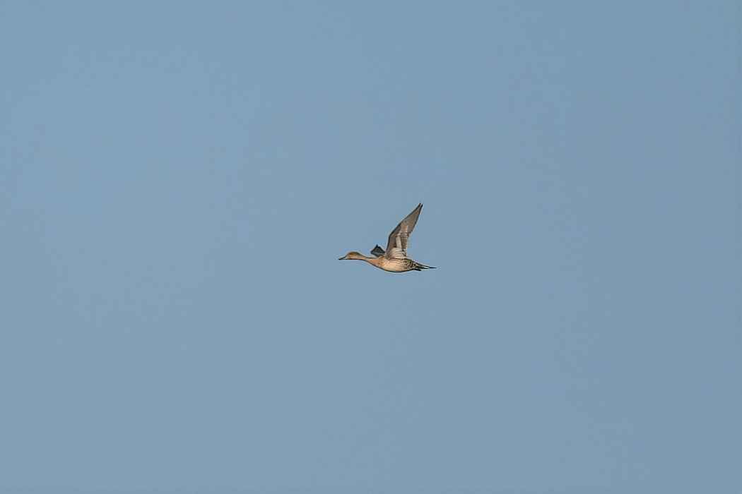 Northern Pintail
